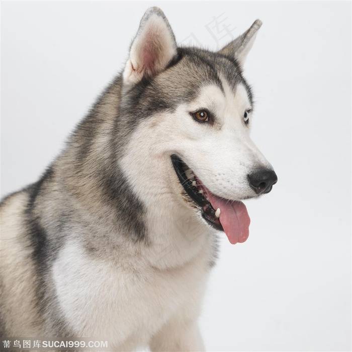 舔着舌头的哈士奇