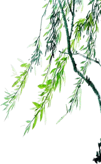 春天绿色春季水墨柳树柳条柳叶春季海报设计PNG免扣素材