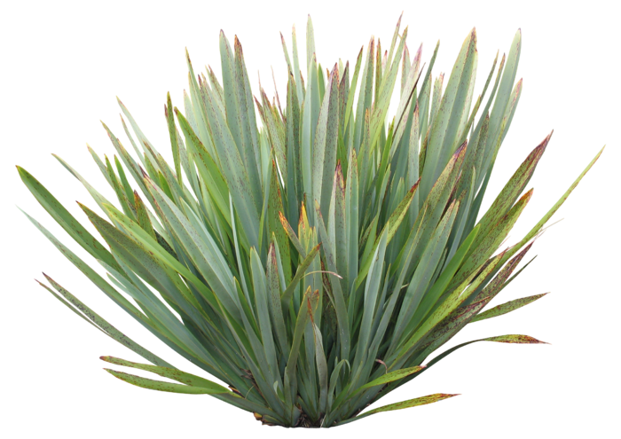 高清树木素材 免抠PSD植物素材 美术绘画园林贴图 树草灌木花草