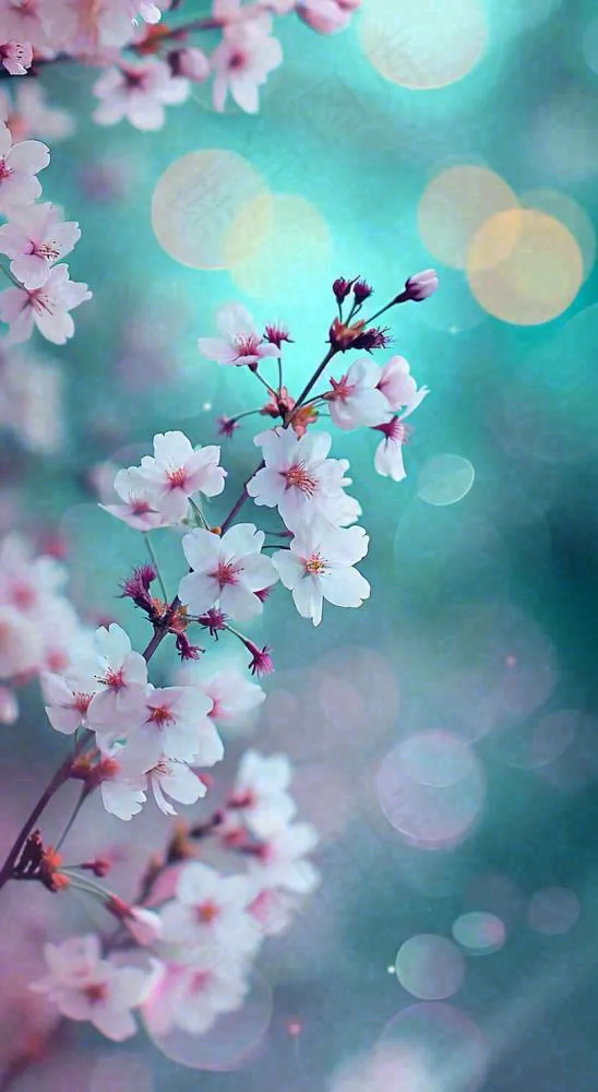 春天枝条上开满花朵，春分摄影图(816x1488)