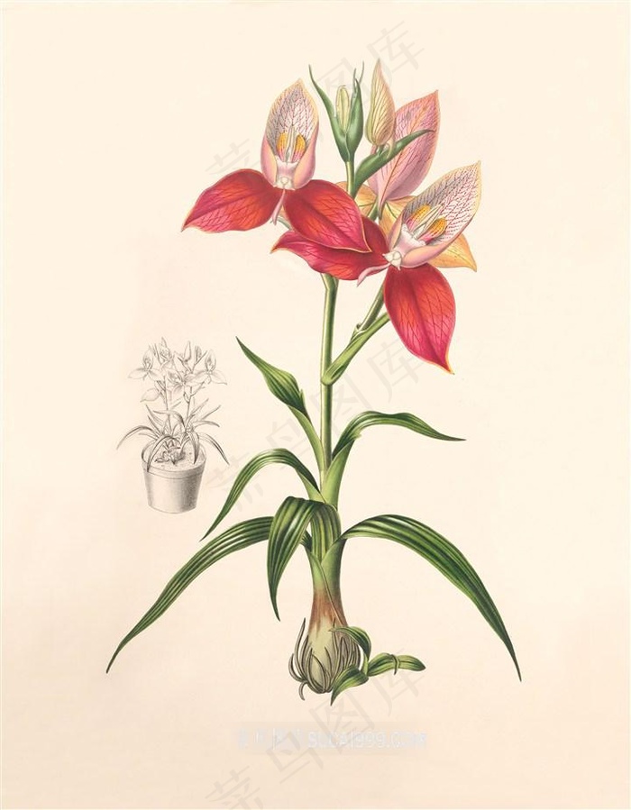 高清彩绘插画红色美丽兰花图片