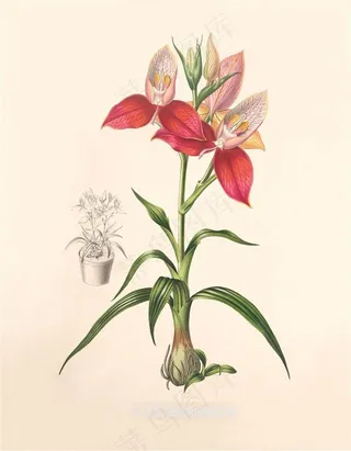 高清彩绘插画红色美丽兰花图片