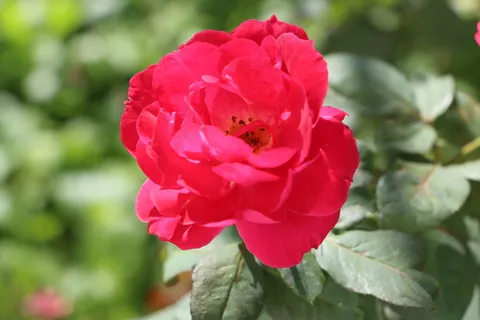 后花园的玫瑰 后花园的玫瑰