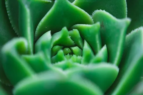 绿色多肉植物微距图片 绿色多肉植物微距图片