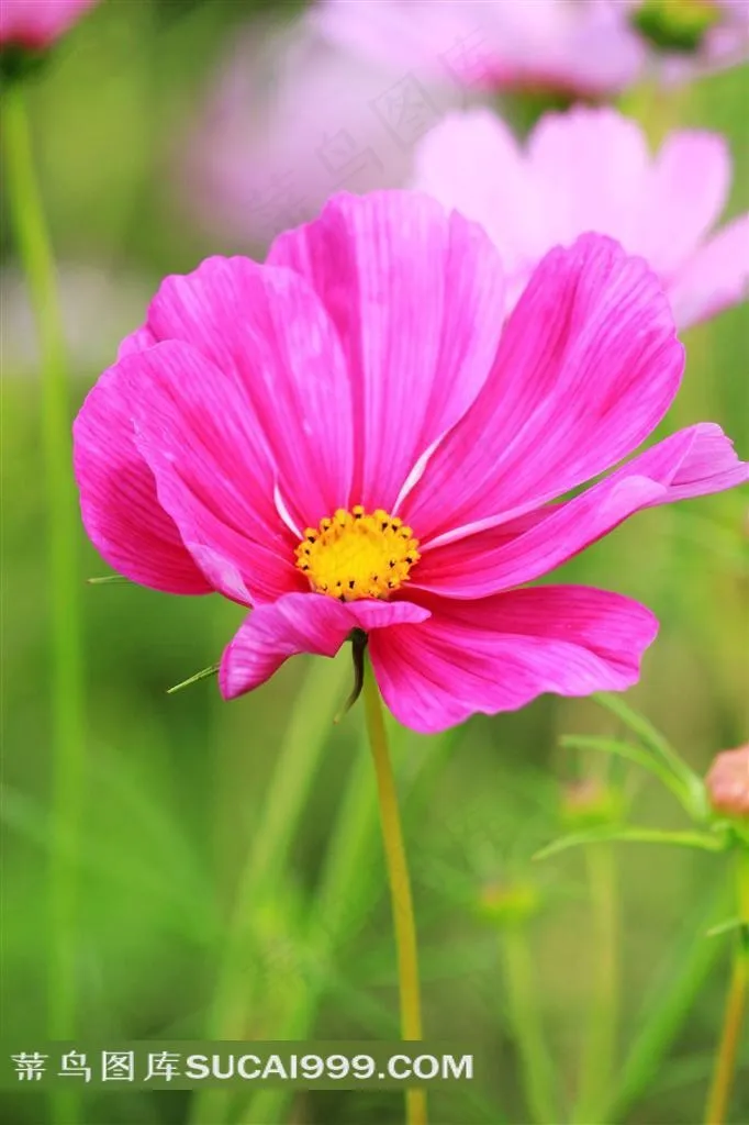 波斯菊花摄影素材