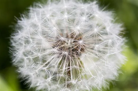 成熟的蒲公英微距特写摄影高清图片 成熟的蒲公英微距特写摄影高清图片