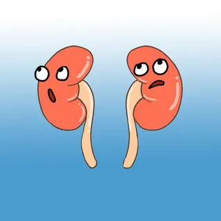 可爱肾脏卡通娃娃