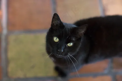 纯黑猫高清图片 纯黑猫高清图片