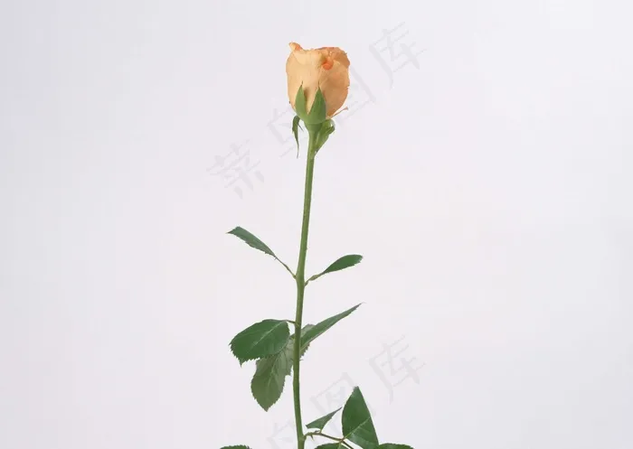 花草特写 78