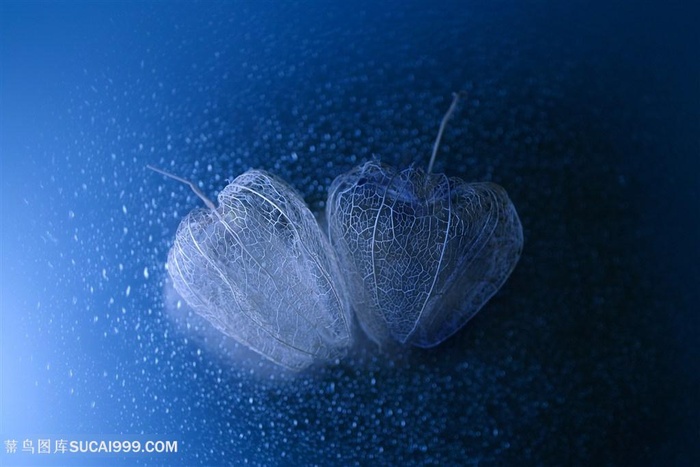 高清唯美灯笼枯花图片