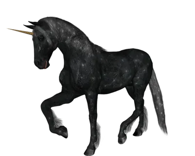 猫流浪猫野猫山猫动物猫仔设计素材黑猫