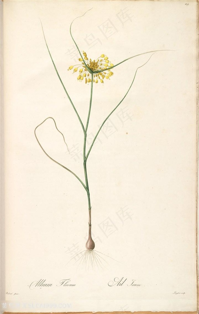 雷杜德原版高清花草唯美小黄花插画