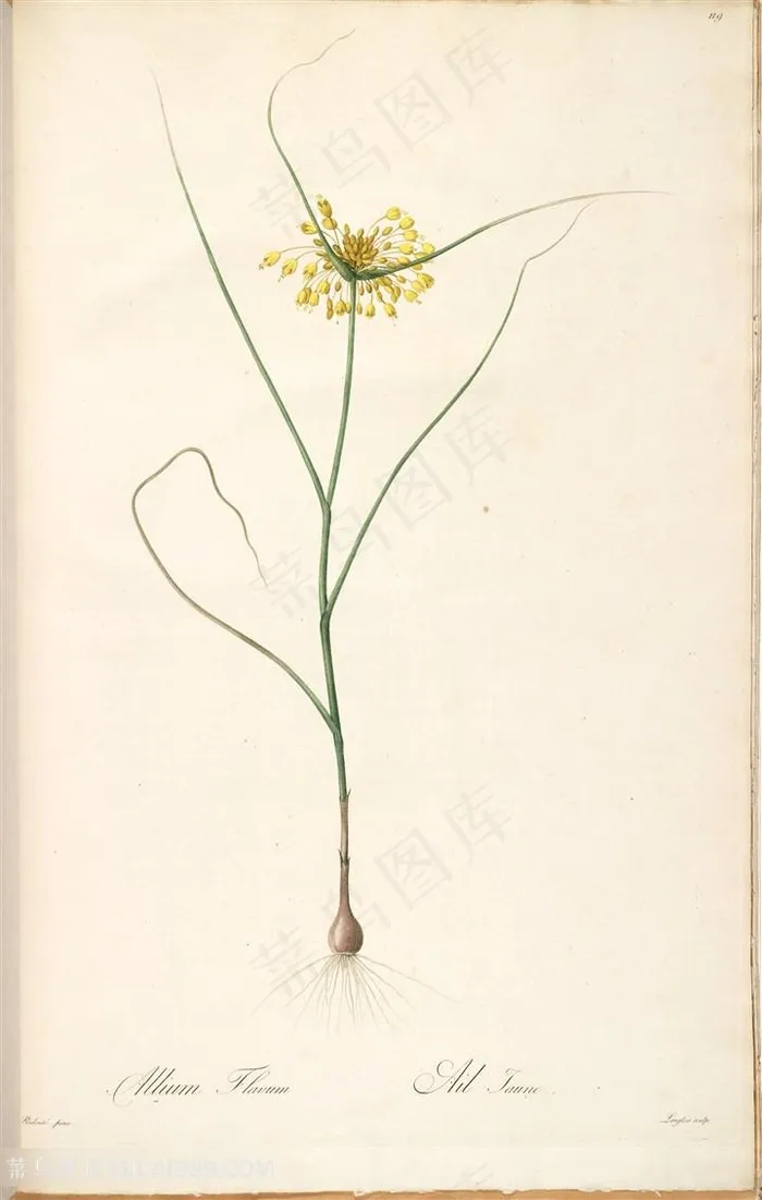 雷杜德原版高清花草唯美小黄花插画