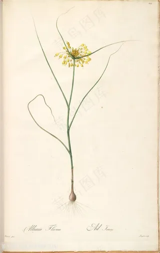 雷杜德原版高清花草唯美小黄花插画