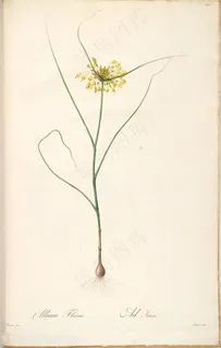 雷杜德原版高清花草唯美小黄花插画 雷杜德原版高清花草唯美小黄花插画