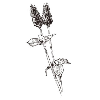 线条草本花卉手绘植物-红莲四羽