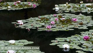 池塘里盛开的睡莲