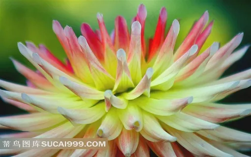 唯美漂亮的鲜花摄影素材