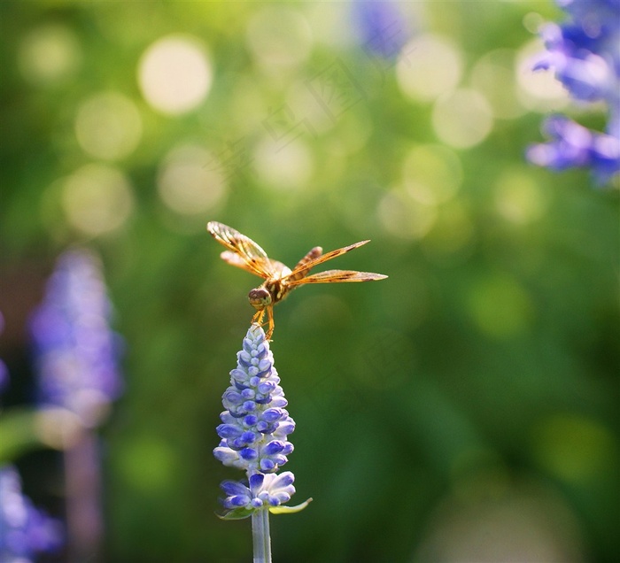 唯美蜻蜓鲜花图片