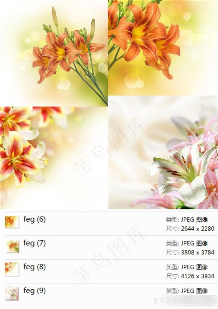百合花高清素材