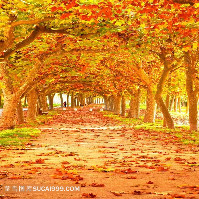 枫树小路风景高清图片