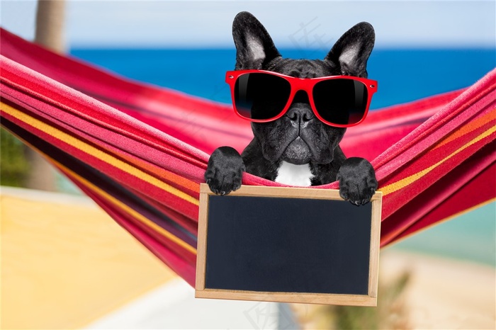 呆萌可爱的导演狗高清图片