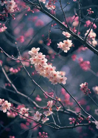 冬天浪漫白色花朵枝叶，冬季植物大雪小雪冬至新春摄影图