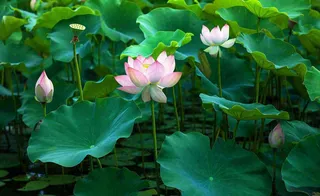 夏天荷塘荷花池荷叶绿色清新，夏至立夏大暑小暑摄影图