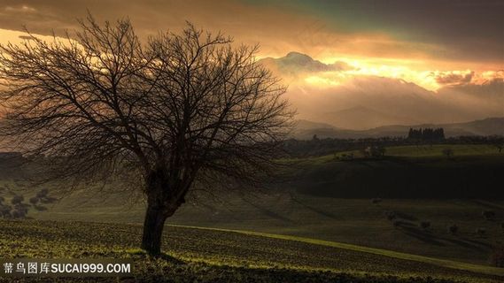 黄昏草地树木壁纸