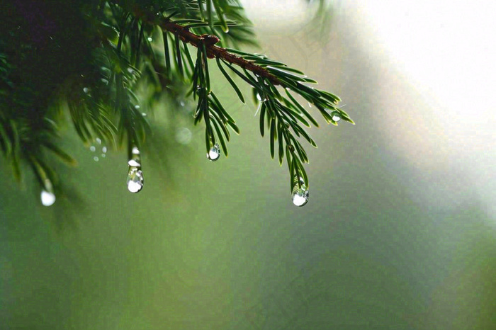 绿色树林里面下雨过后的松枝挂着水滴摄影图(1344x896)