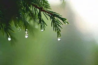 绿色树林里面下雨过后的松枝挂着水滴摄影图