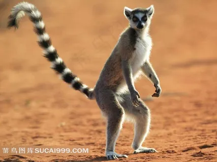 站立着的狐猴 站立着的狐猴