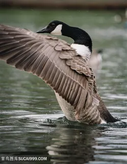 黑天鹅飞舞图片 黑天鹅飞舞图片