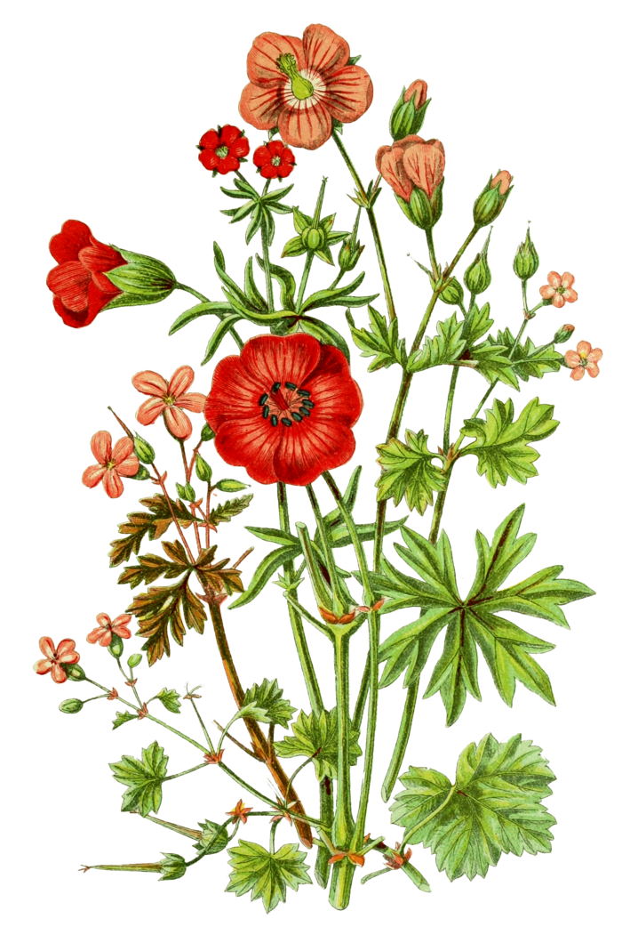 复古手绘植物花卉插画 免抠