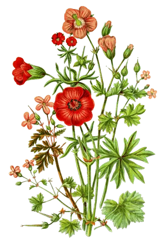 复古手绘植物花卉插画 免抠