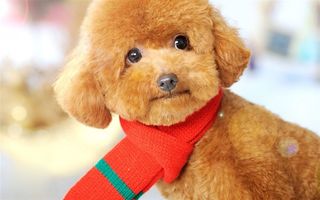 可爱宠物狗泰迪犬图