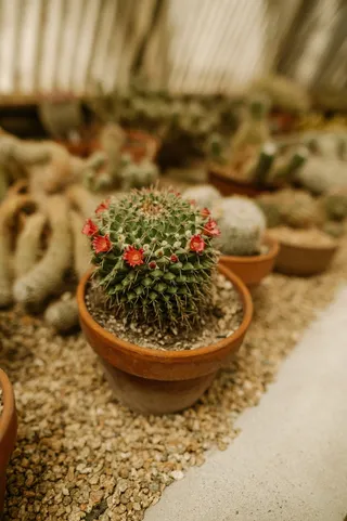 绿色仙人掌仙人球摄影素材