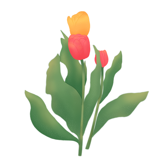 手绘插画郁金香素材