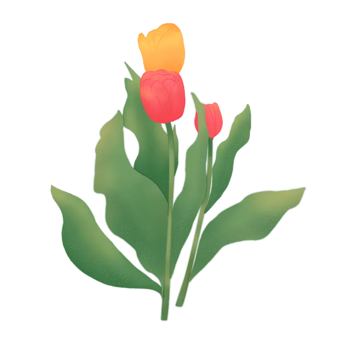 手绘插画郁金香素材