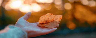 秋天手拿秋叶落日光照，温馨特写，立秋秋分摄影图