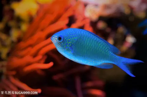 美丽的海底漂亮的鱼类高清图片