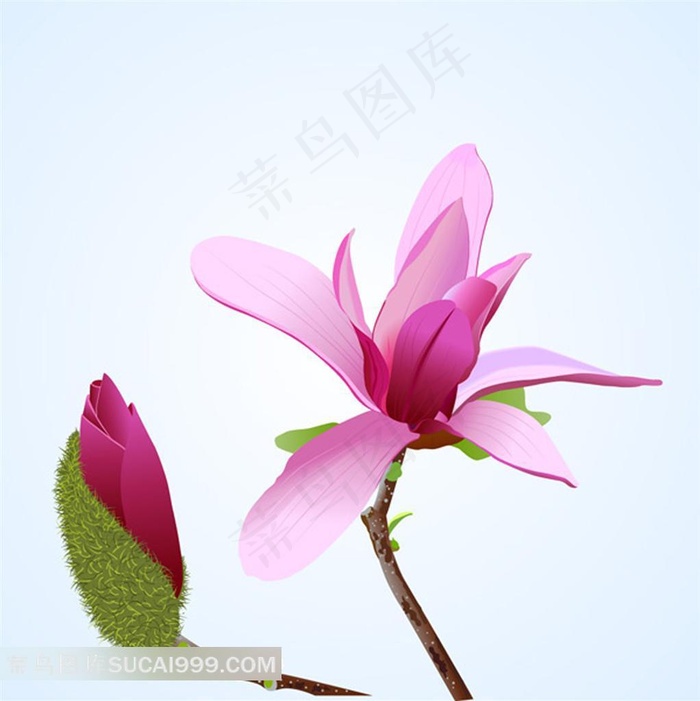 粉红色的木棉花鲜花图片