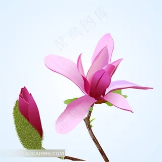 粉红色的木棉花鲜花图片 粉红色的木棉花鲜花图片