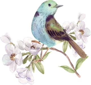 插画春鸟免抠素材