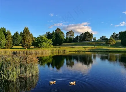 绿色树林湖畔 绿色树林湖畔