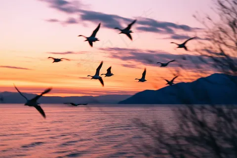 海边晚霞海鸥飞过夕阳摄影图