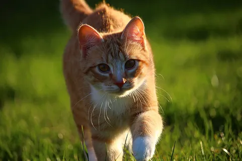 可爱猫咪 动物 素材 奶萌 (165) 可爱猫咪 动物 素材 奶萌 (165)