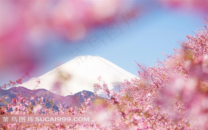 蔷薇科粉色的樱花富士山