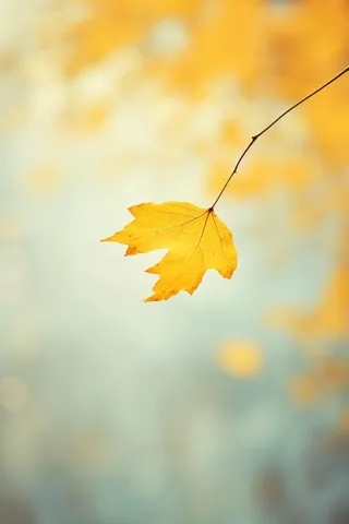 秋天落叶秋叶黄色背景