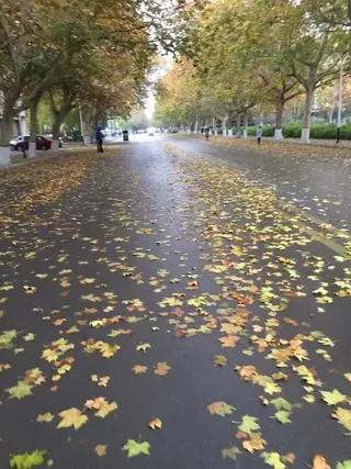 雨后的落叶美丽风景秋季旅游